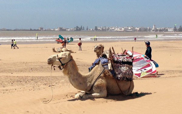Kamel på strand i Essaouira og Marrakech